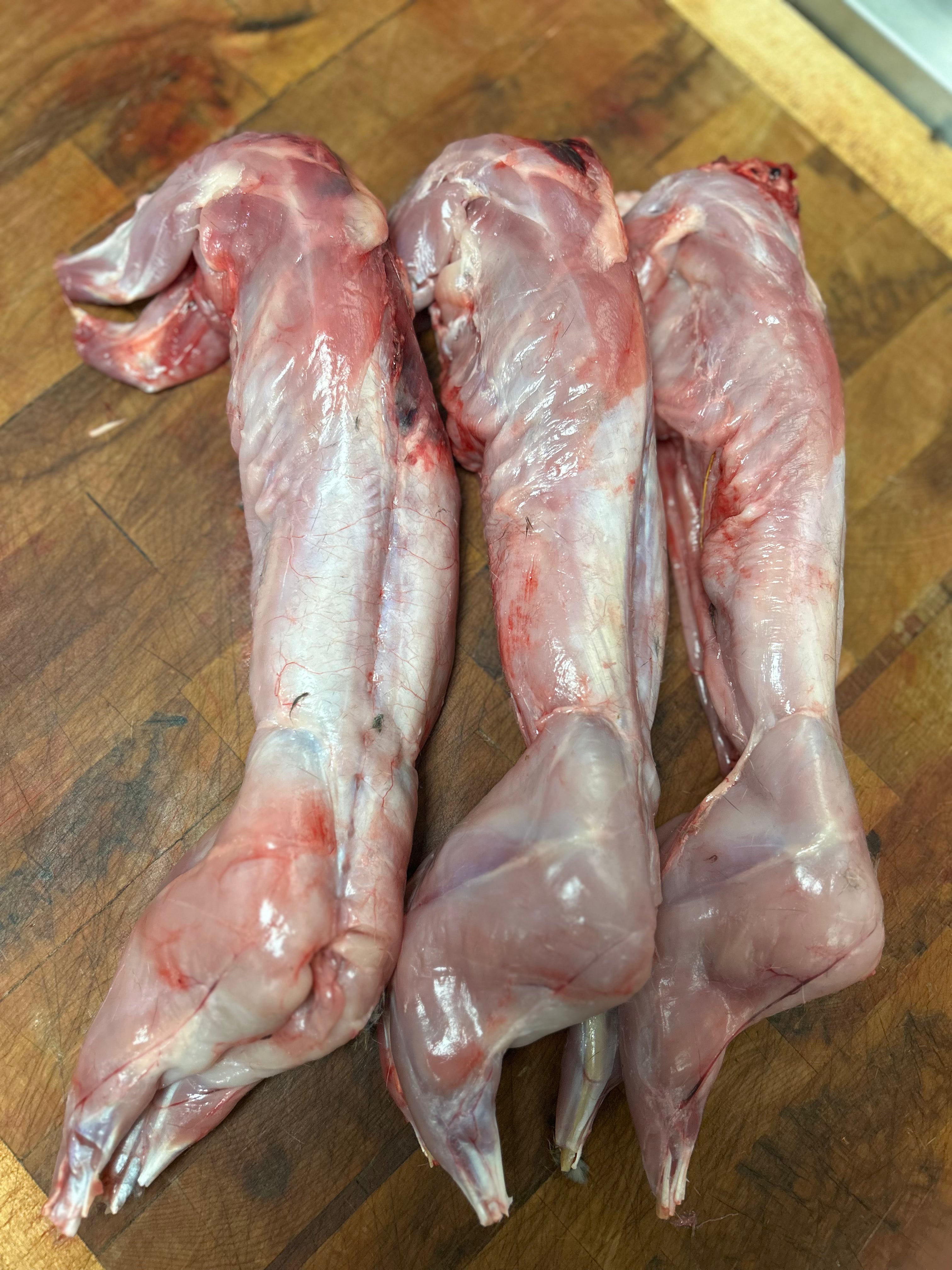 Wild rabbit