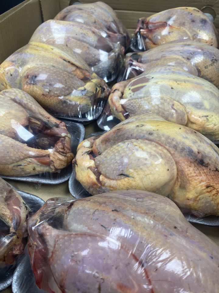 Pheasant